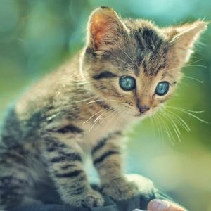 Meet your Posher, Courtney